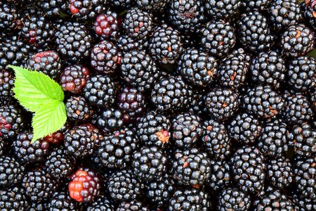 Dark berries delicious