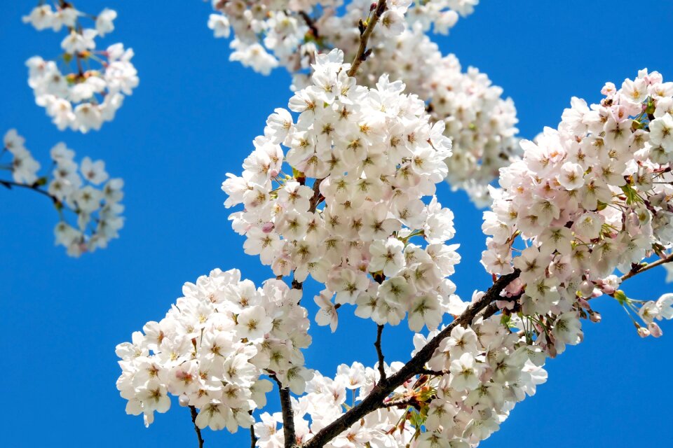 Flower tree spring japanese flowering cherry