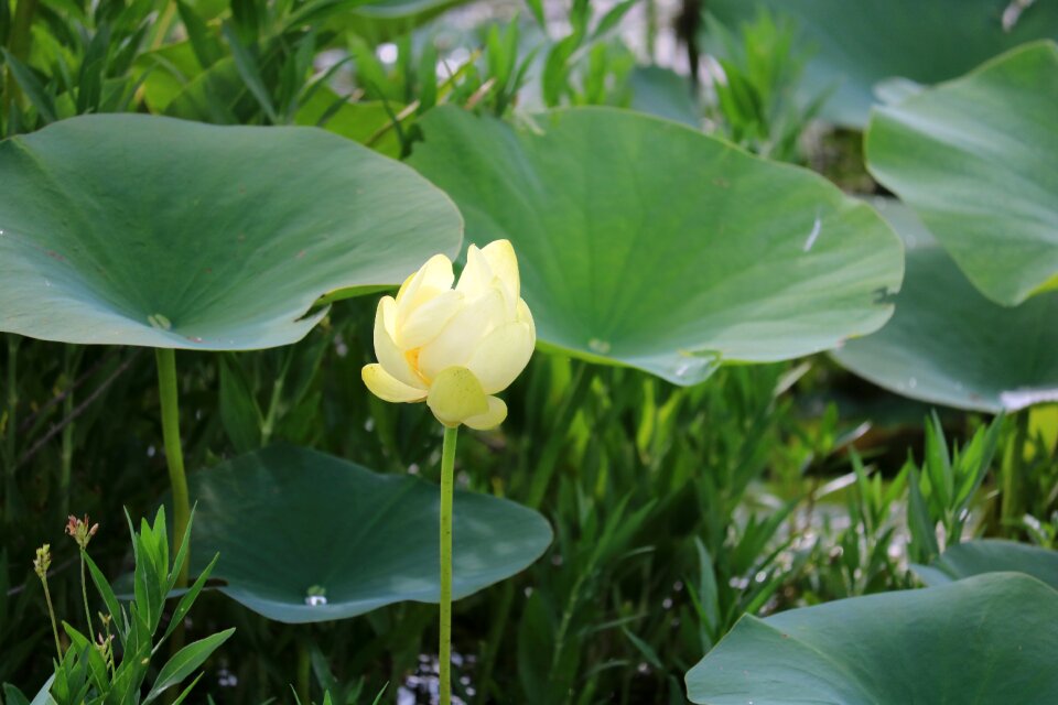Natural nature aquatic