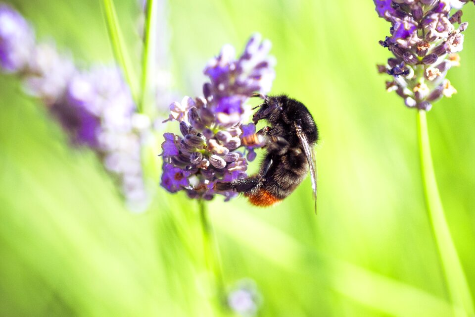Garden lavender violet