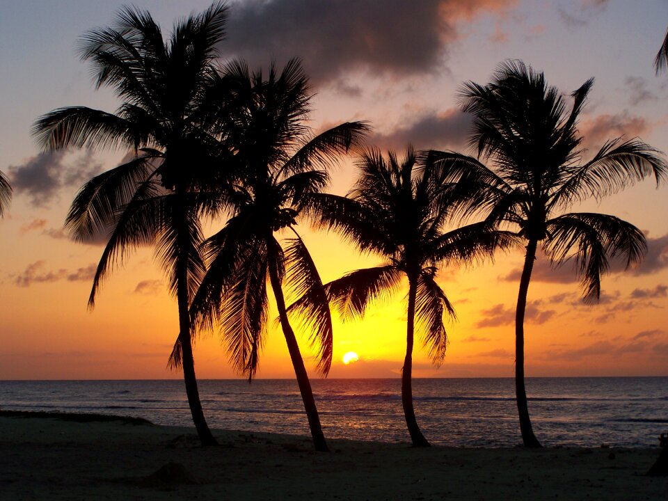 Sunset evening palm trees