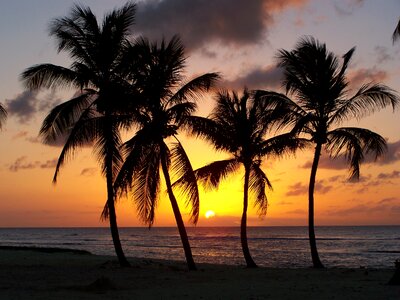Sunset evening palm trees photo