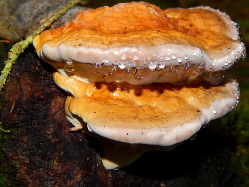 Mushrooms on tree nature dew