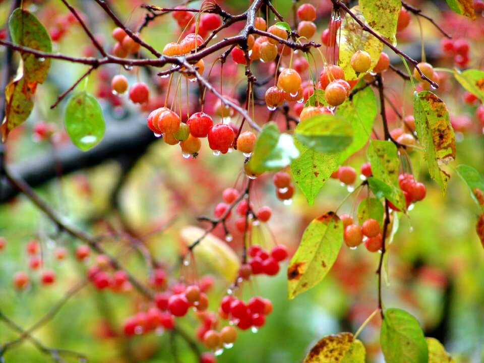Raindrops nature red berries