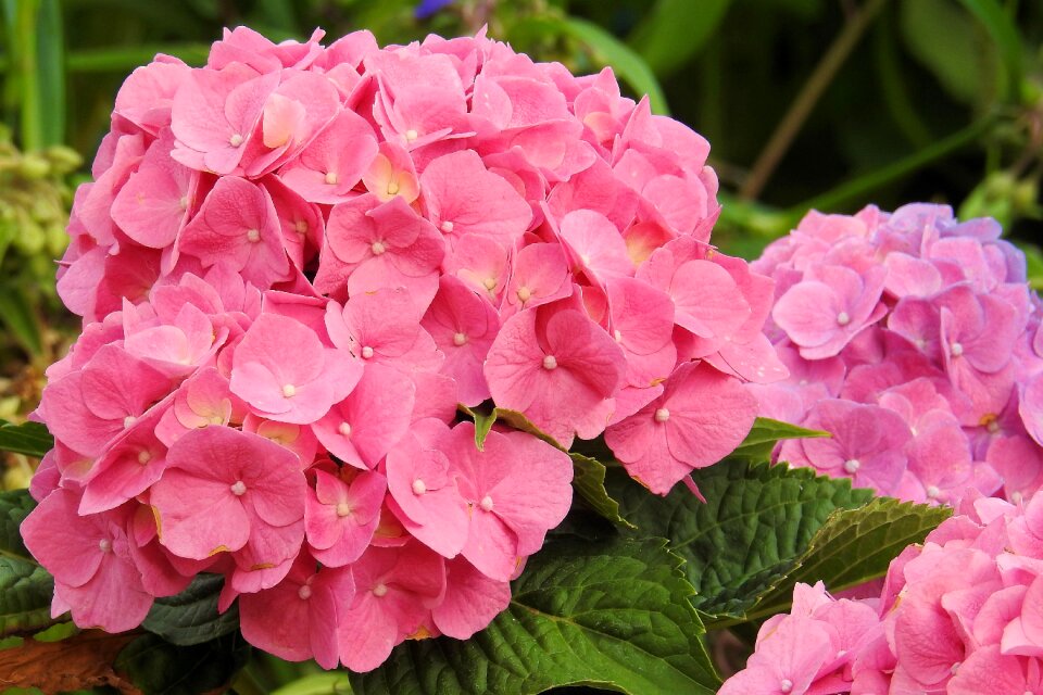 Flower garden inflorescence