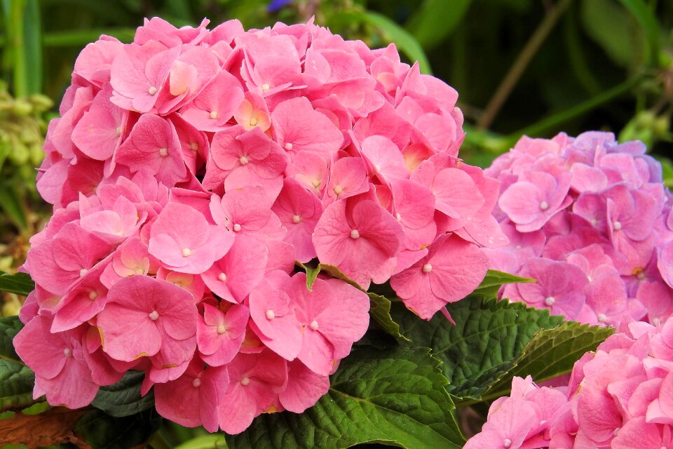 Flower garden inflorescence photo