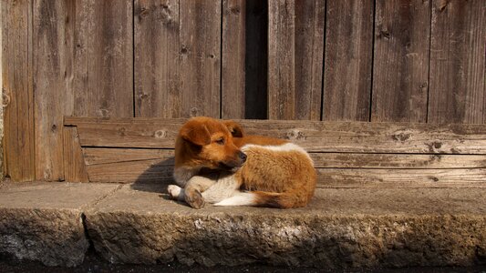 Yellow dog losing his home street