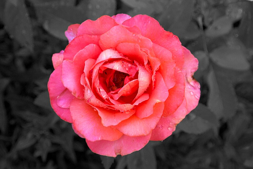 Bloom pink macro