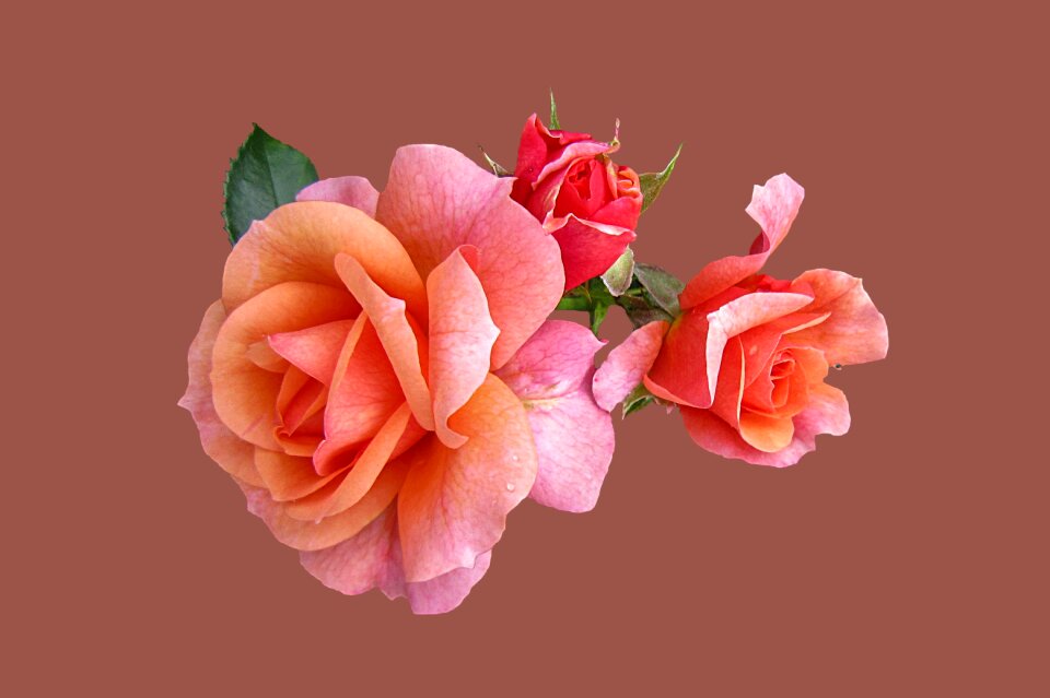 Isolated background flowers