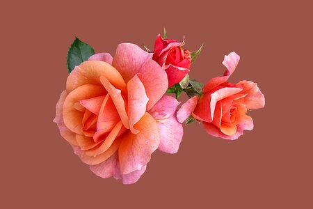 Isolated background flowers
