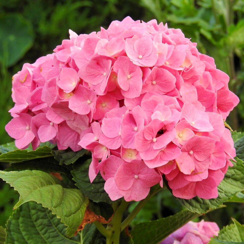 Flower garden inflorescence