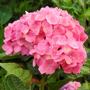 Flower garden inflorescence