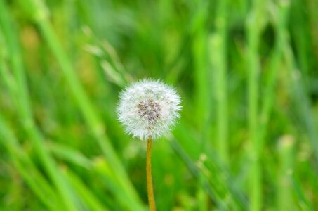 Seed flower macro