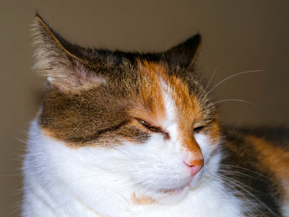 Look lucky cat face