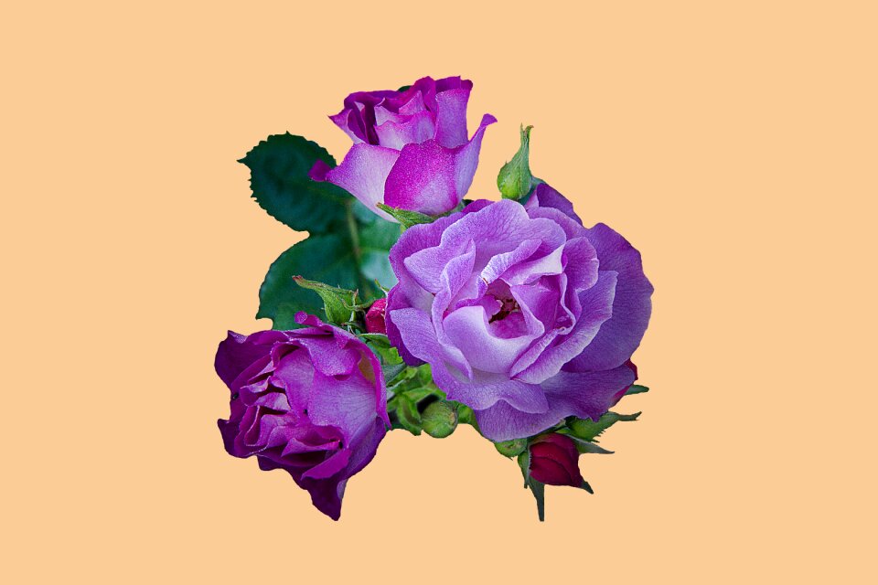Petals background isolated