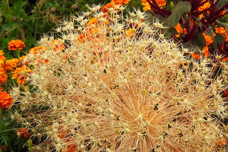 Flowers summer colorful