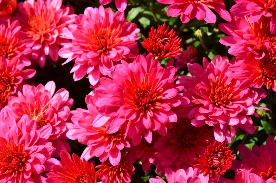 Blossom garden macro