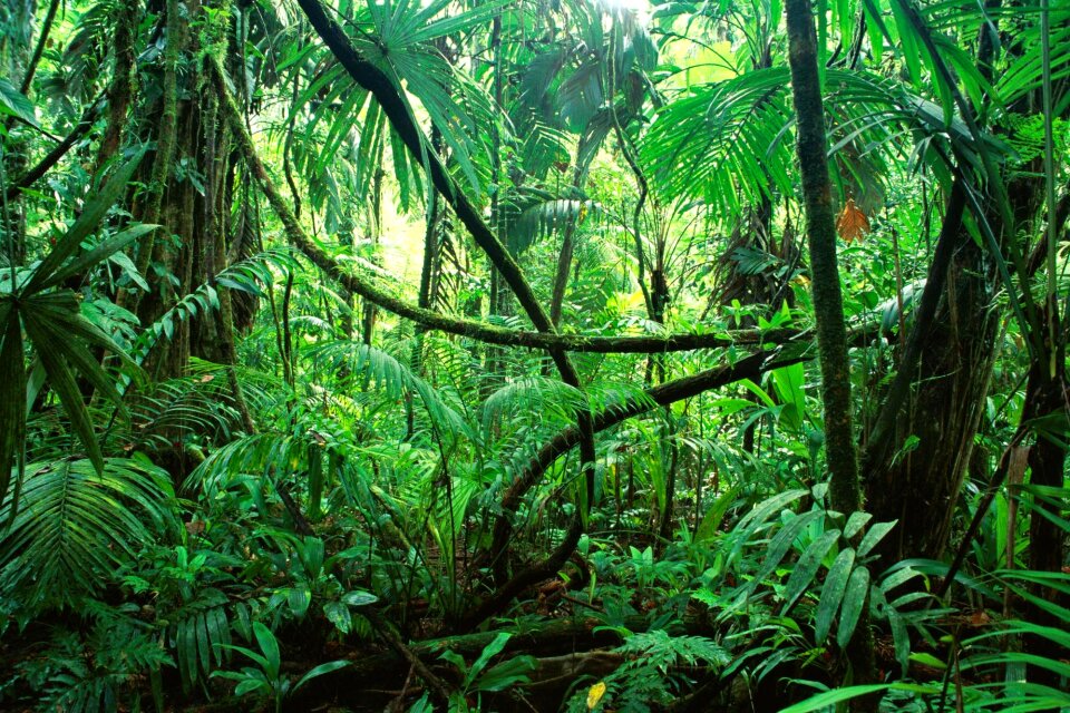 Jungle of chiapas