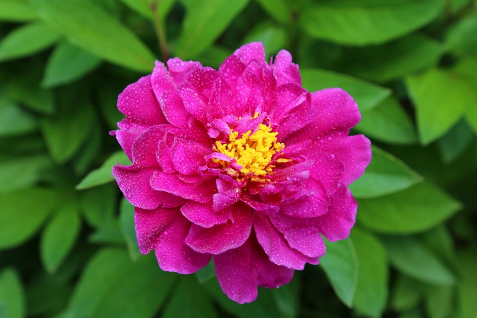 Flower raindrop flower peony