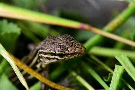 Reptile close up animal