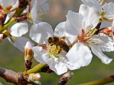 Libar pollen almond flower