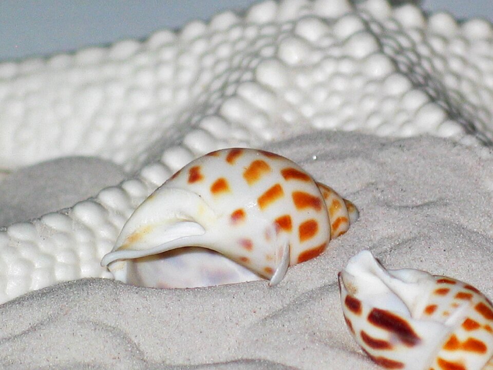 Decorative shell vacations