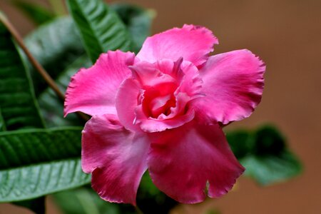 Garden floral vibrant
