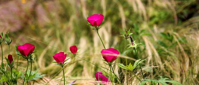 Garden nature blossom