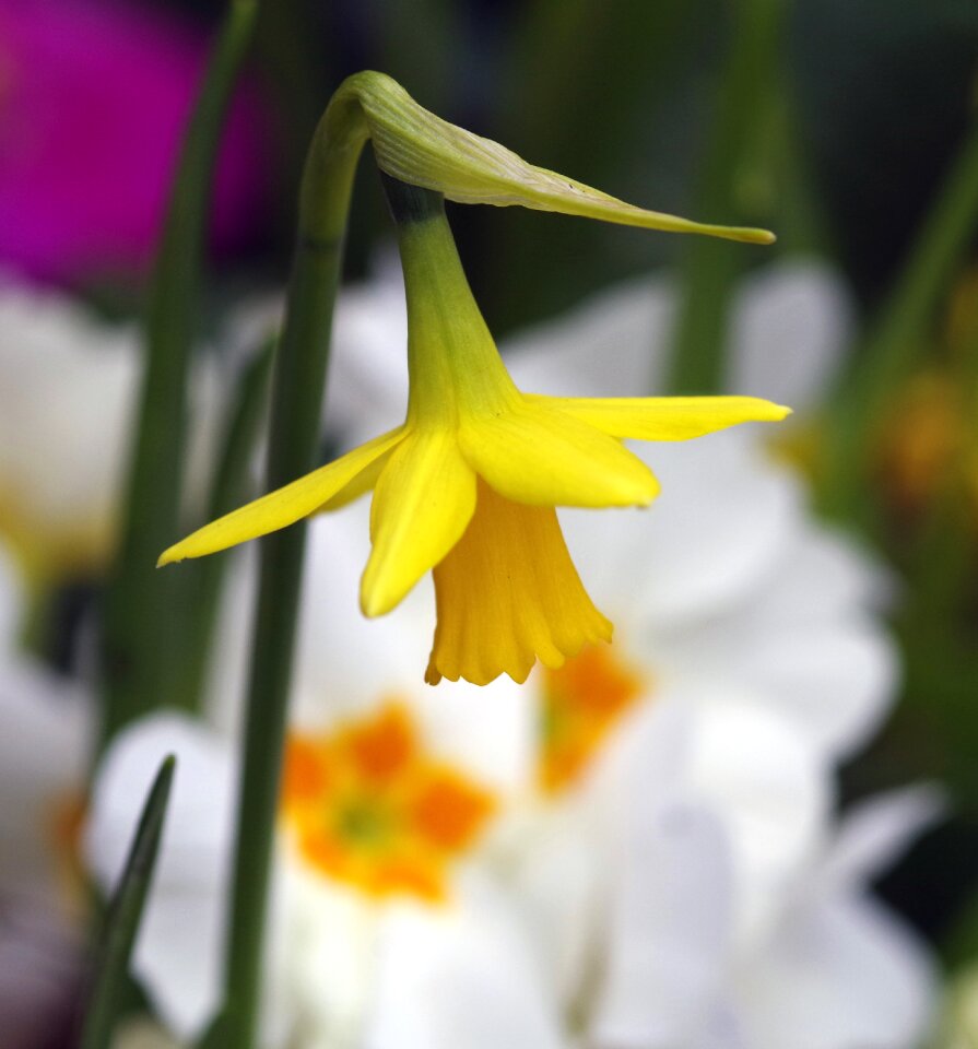 Flower beauty yellow