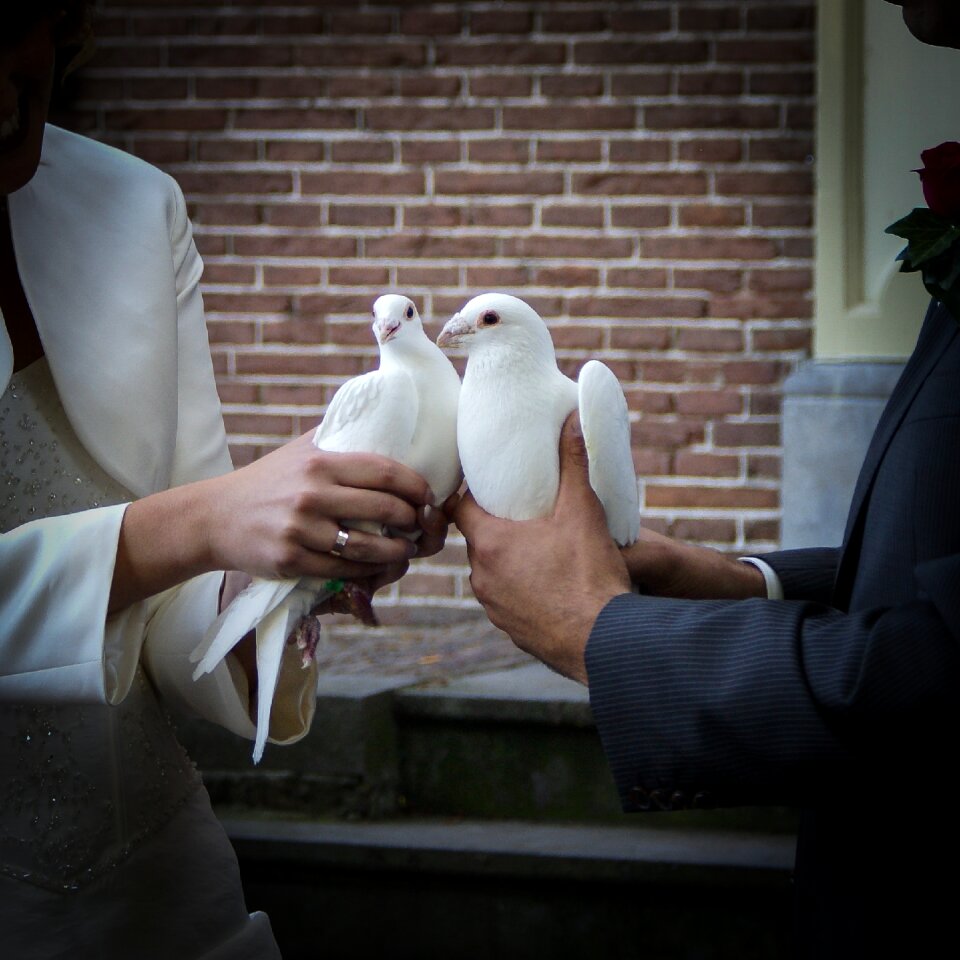 Groom romantic obligation