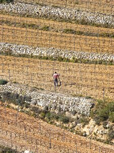 Agricultior winegrower vine