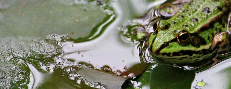 Pond water amphibian