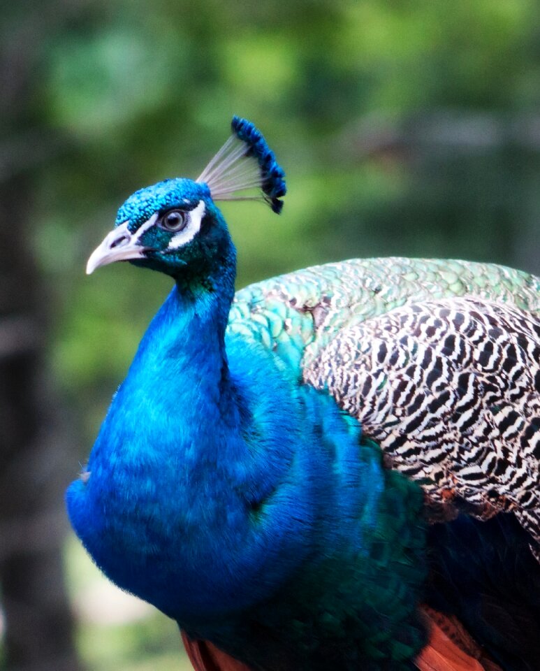 Colorful male nature