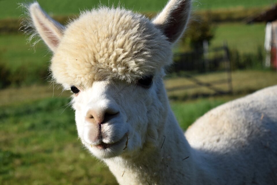 Fluffy furry nature