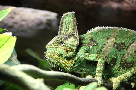 Branch green pet