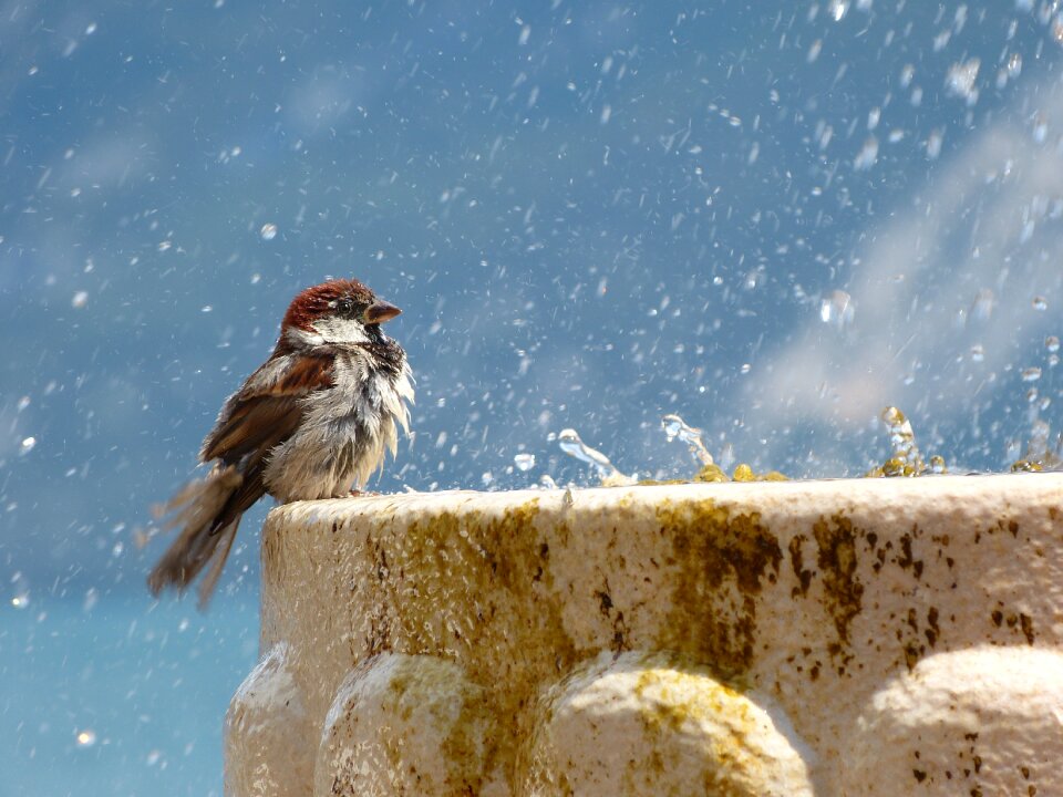 Water feather wet