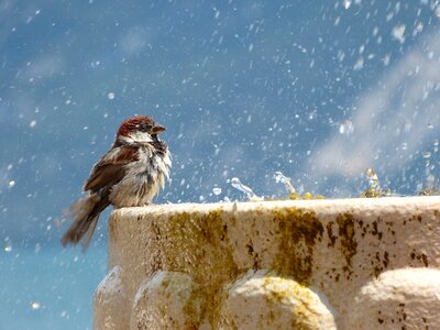 Water feather wet
