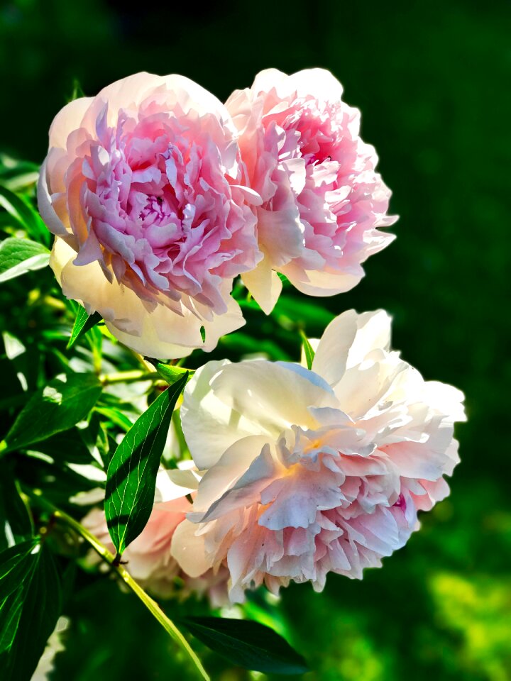 Bloom pink garden