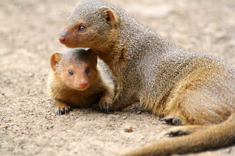 Mongoose animal africa