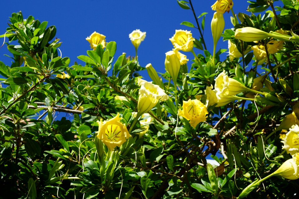 Yellow flower bush summer