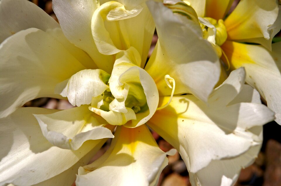 Spring blossom bloom