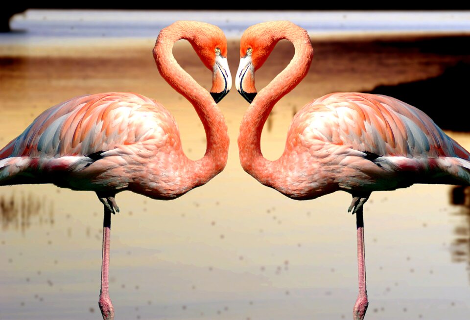 Fauna nature natural park