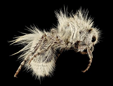 Close up velvet ant insect photo