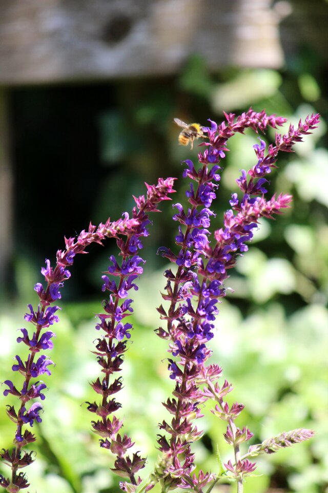Medicinal plant spice medicinal herb