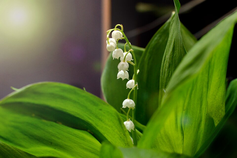 Lilies of the valley summer macro photography