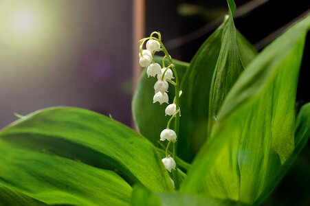 Lilies of the valley summer macro photography