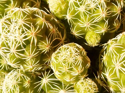 Succulent plant thorny prickly photo