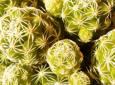 Succulent plant thorny prickly