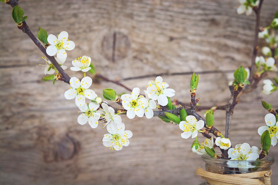 White flowers branches cherry blossom branches