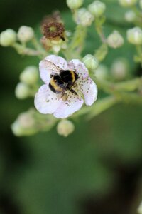 Pollination nectar close up